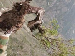 崖柏盆景 大爷放羊捡回一棵崖柏，养三年成盆景，一千高价被人买走