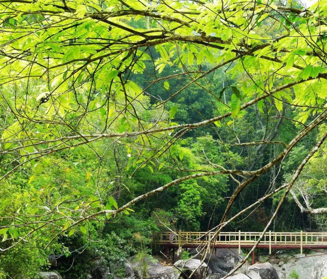 沉香好还是檀香好_沉香那种好_沉香好还是小叶紫檀好