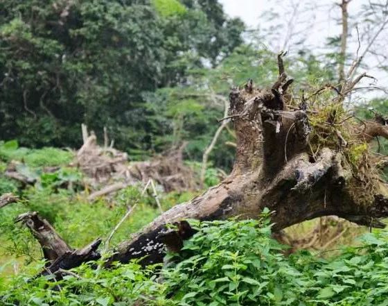 沉香好还是檀香好_沉香那种好_沉香好还是小叶紫檀好