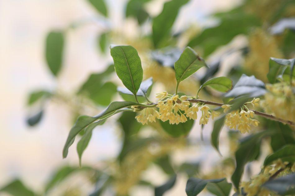 桂花沉香桂怎么样_沉香桂是什么桂花品种_沉香桂是桂花中最香的品种吗