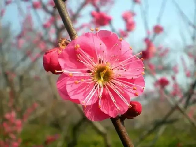 雕花不锈钢板_不锈钢梅花雕塑_不锈钢梅花管图片