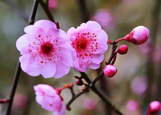 雕花不锈钢板_不锈钢梅花雕塑_不锈钢梅花管图片