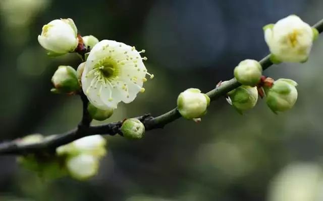 不锈钢梅花管图片_不锈钢梅花雕塑_雕花不锈钢板