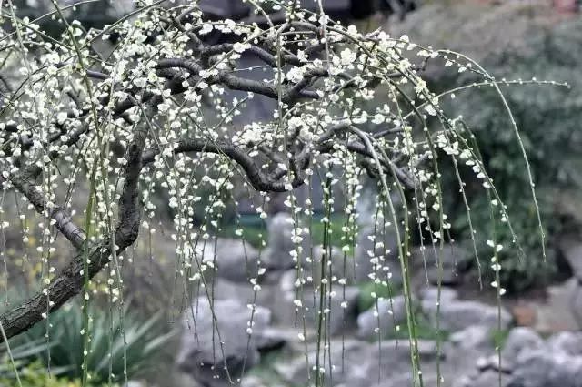 不锈钢梅花雕塑_雕花不锈钢板_不锈钢梅花管图片