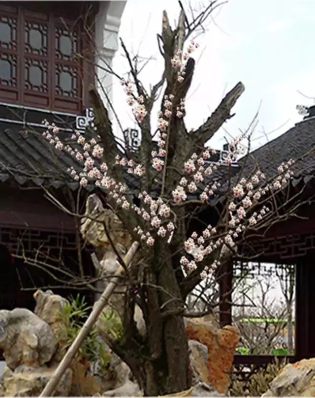 雕花不锈钢板_不锈钢梅花雕塑_不锈钢梅花管图片