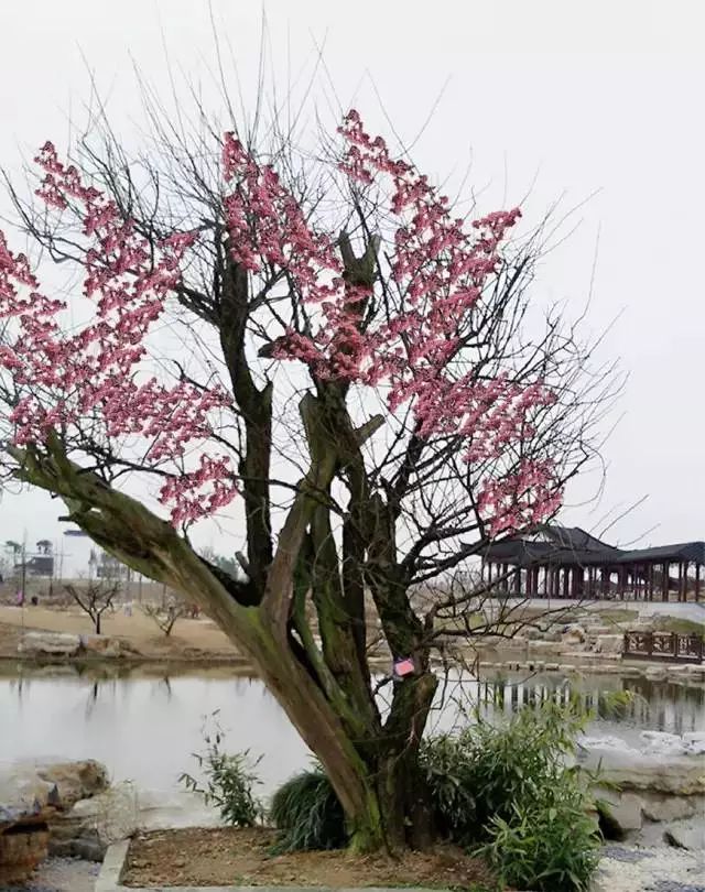 雕花不锈钢板_不锈钢梅花雕塑_不锈钢梅花管图片