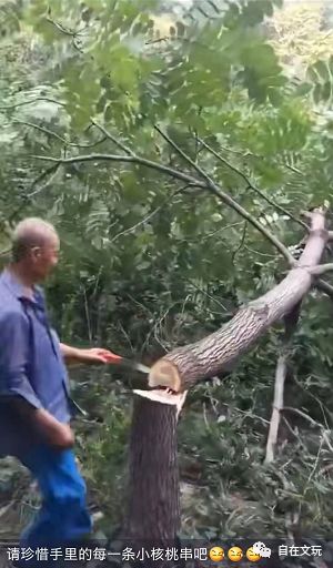 野山核桃手串_野核桃手串_野核桃做手串